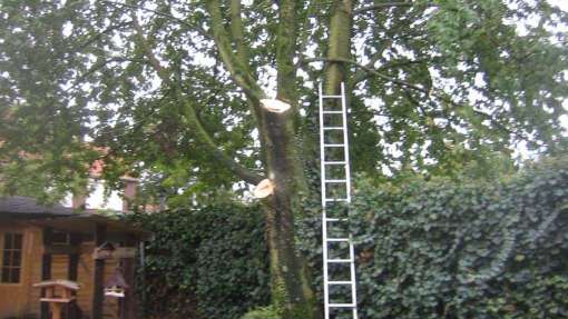 bomen rooien Sweijkhuizn